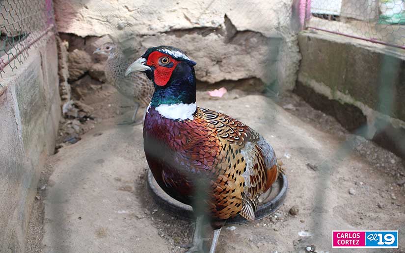 ZOO